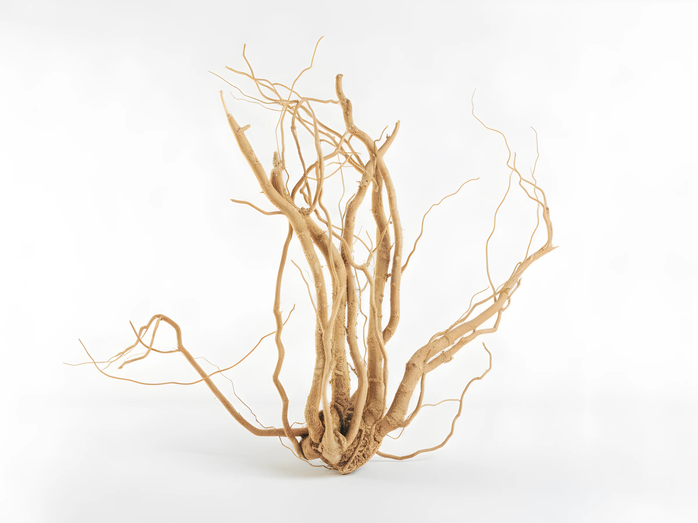 Ashwagandha, an ingredient in Cellular Renewal, Courtesy Vivorum