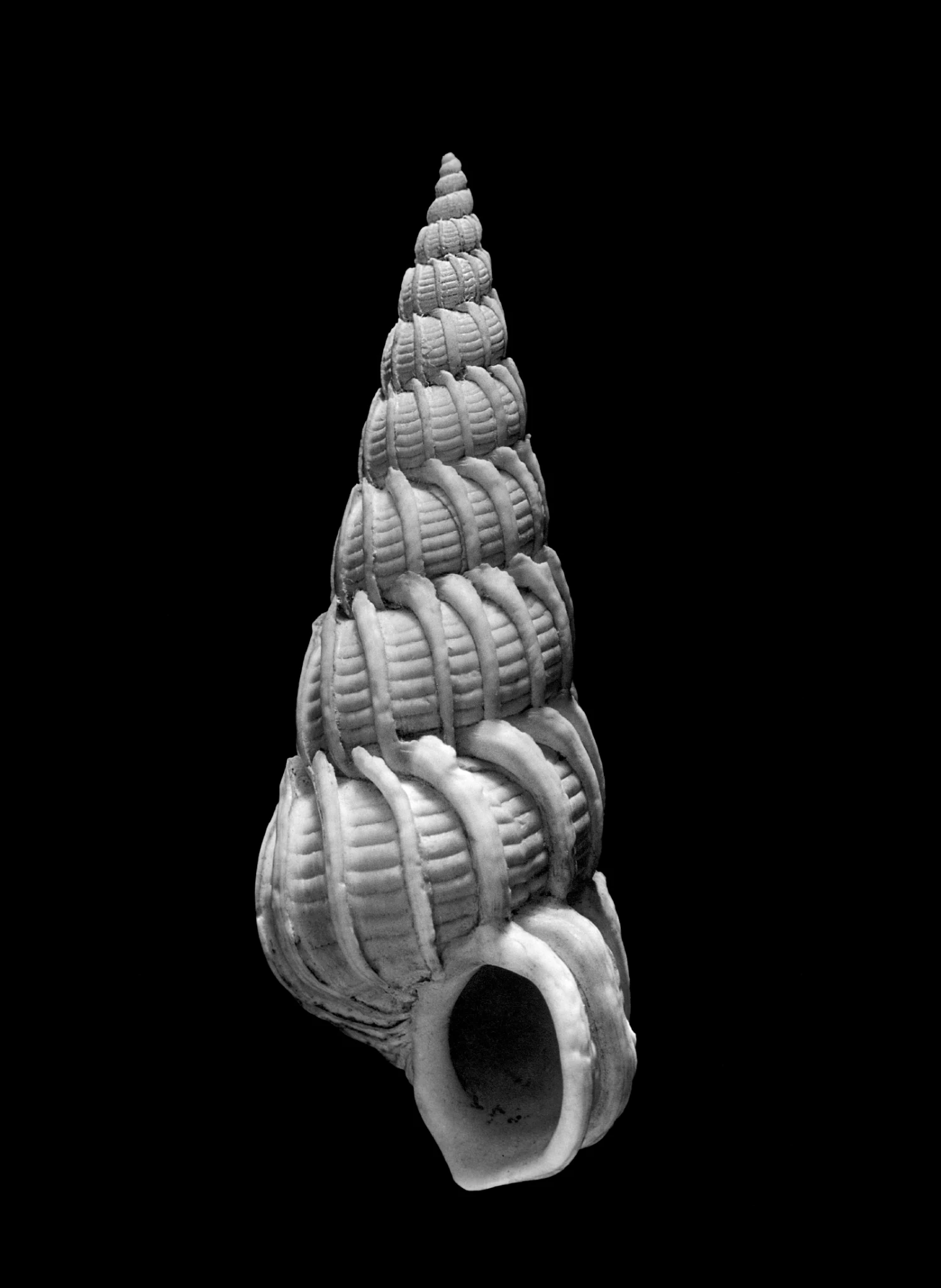 Alfred Ehrhardt, Nautilus - Muscheln und Schnecken, MUS-0002. © Alfred Ehrhardt Stiftung.