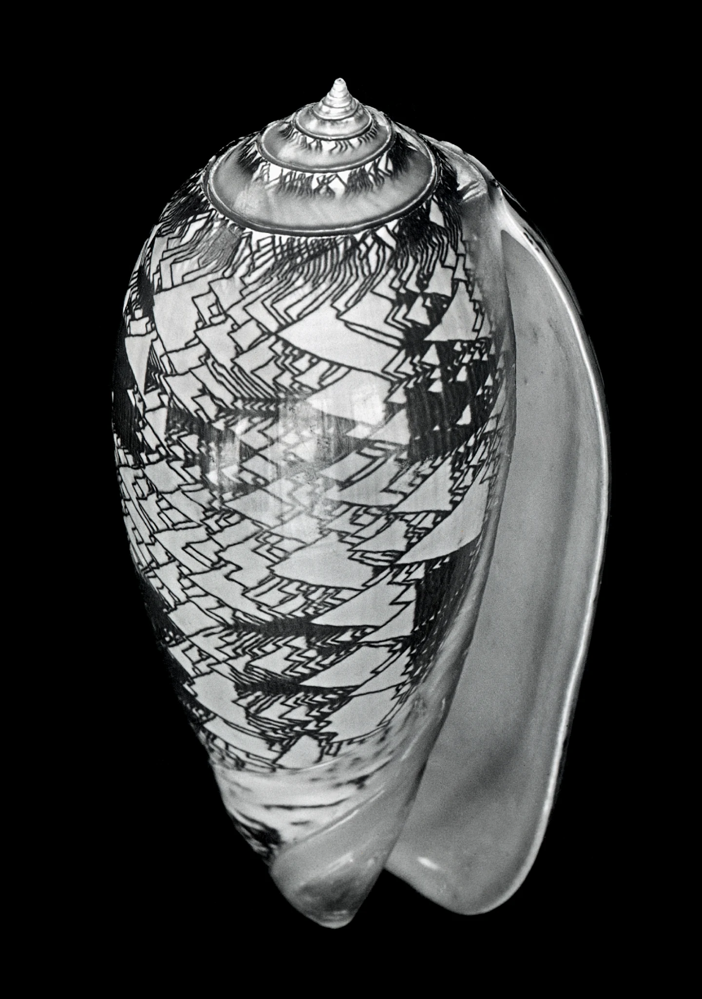 Alfred Ehrhardt, Nautilus - Muscheln und Schnecken, MUS-0031. © Alfred Ehrhardt Stiftung.