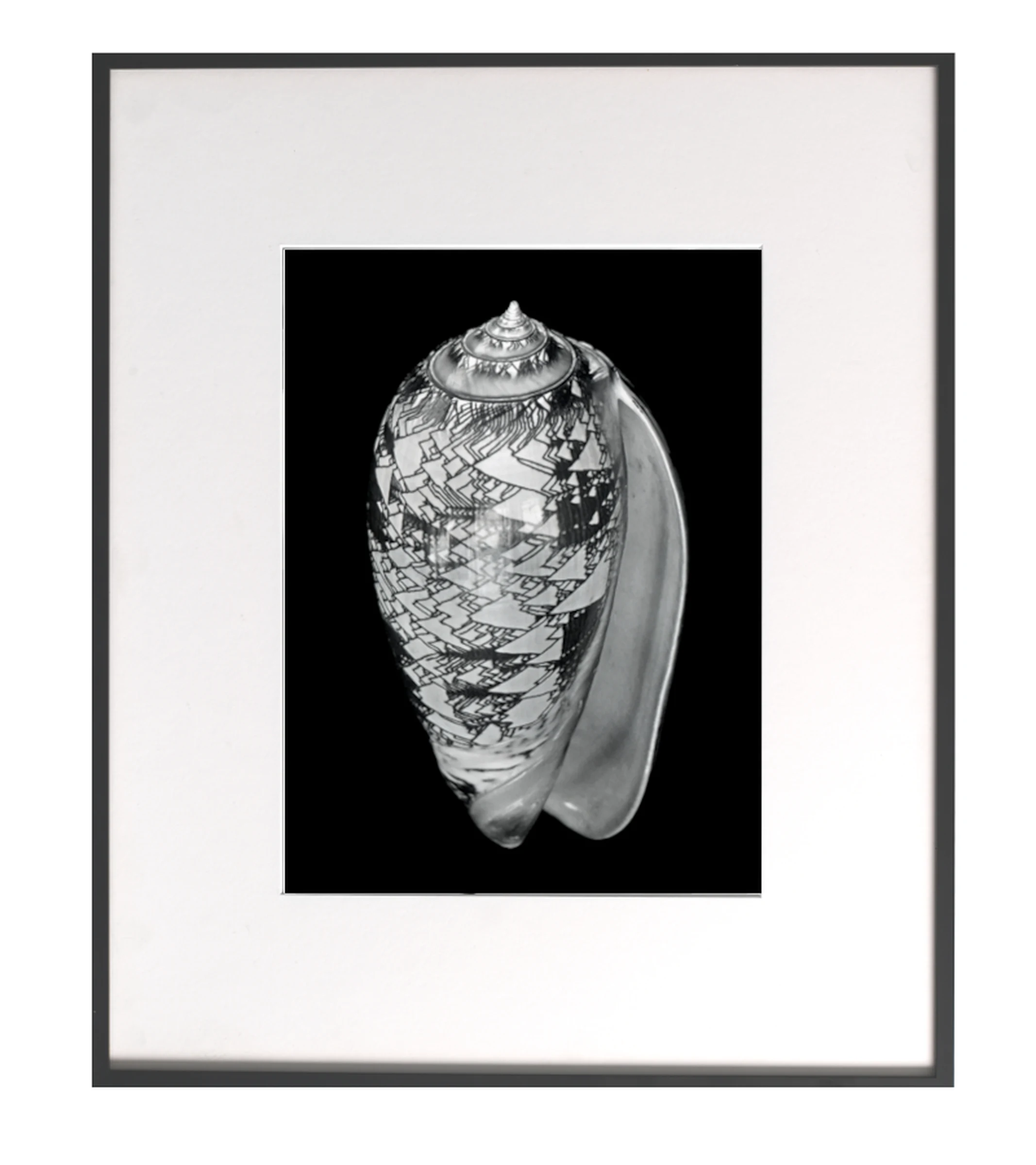 APHEUM releases Alfred Ehrhardt’s “Nautilus - Muscheln und Schnecken”