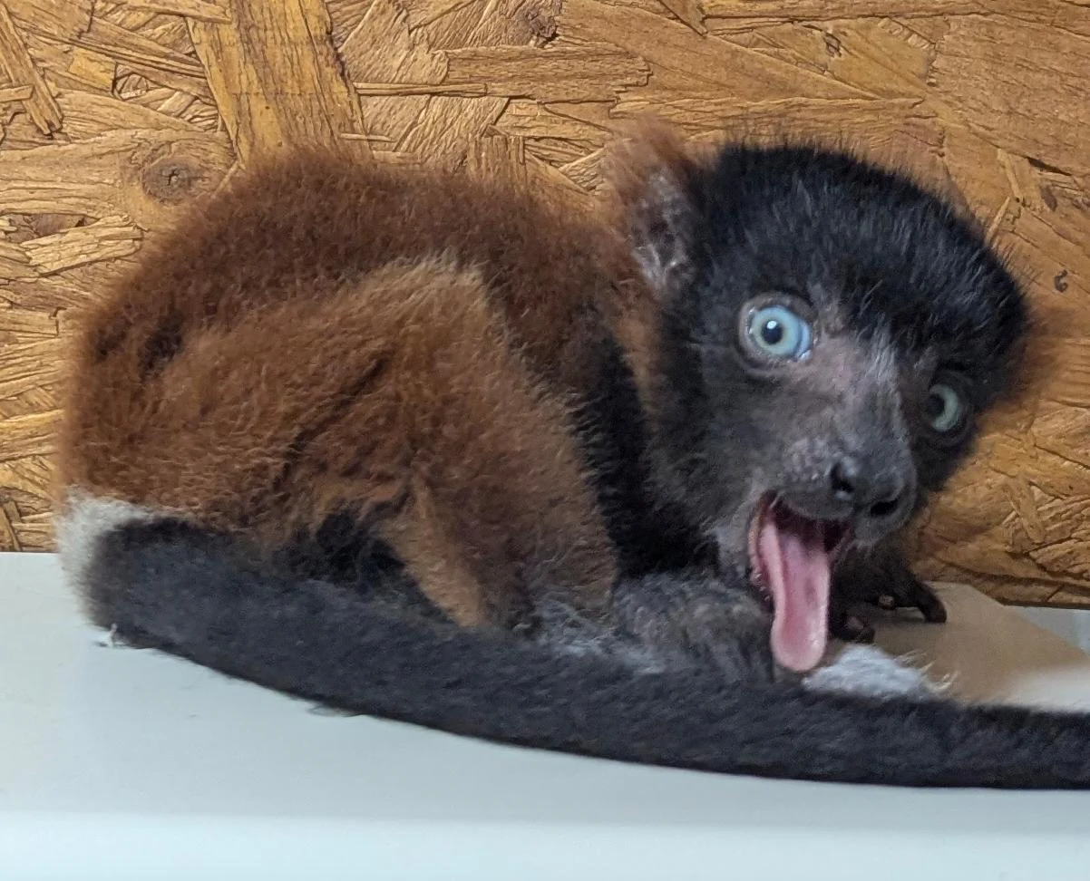 One of the four rare, critically endangered red-ruffed lemur Photo Credit Shaldon Wildlife Trust