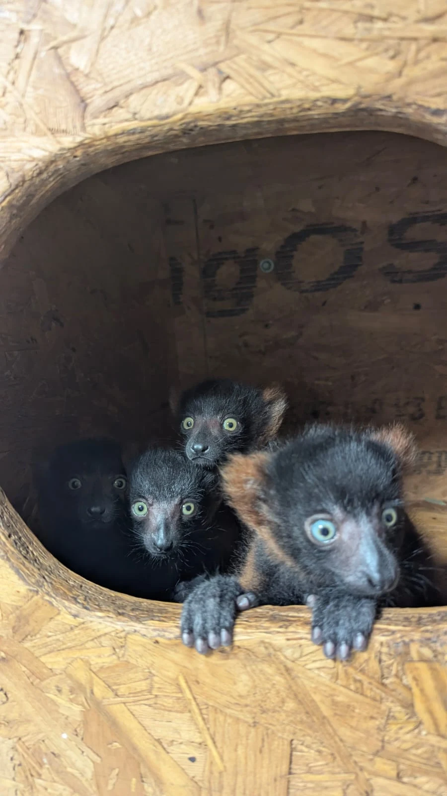 Four critically endangered red-ruffed lemurs. Credit Shaldon Wildlife Trust
