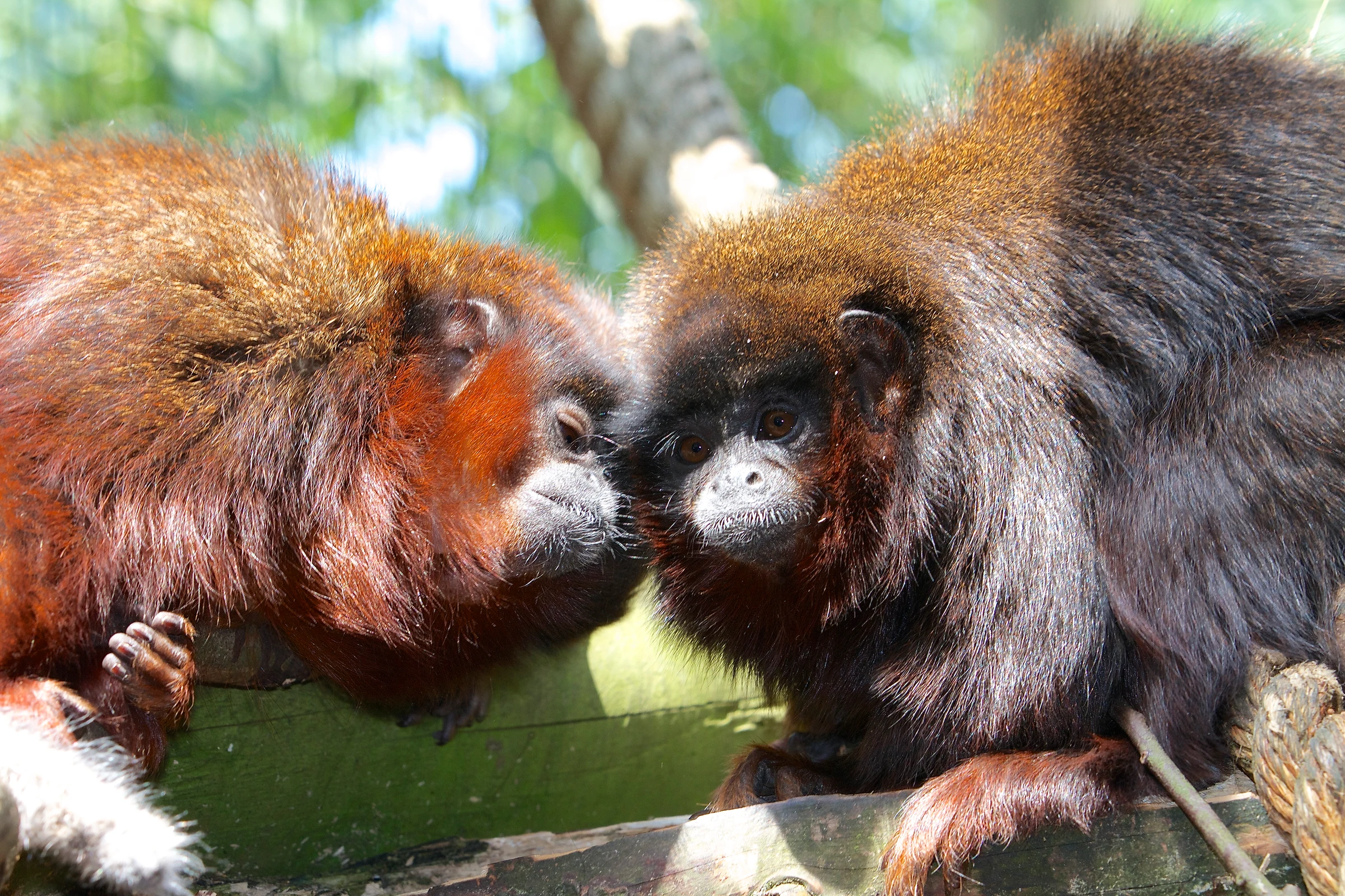 A pair of red titi monkeys