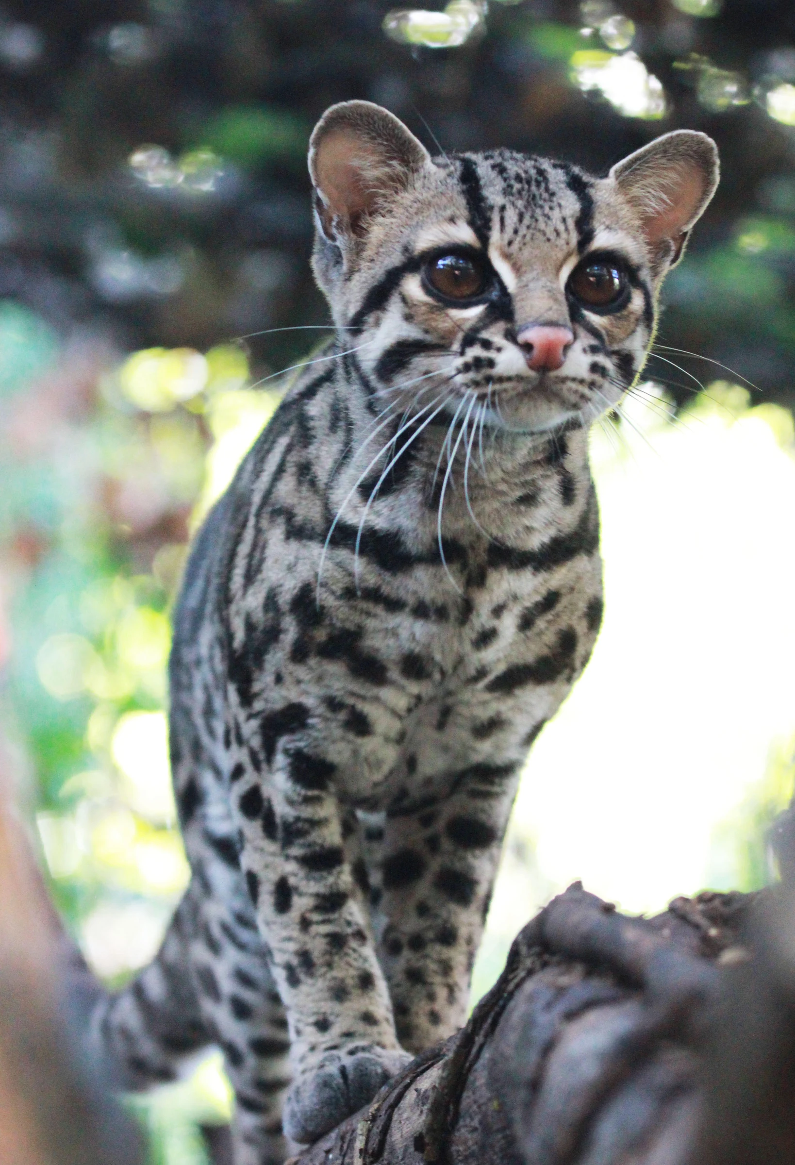 Margay