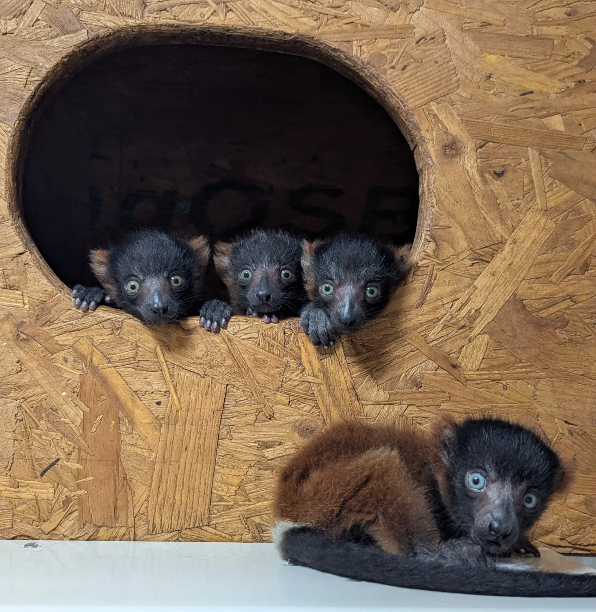 Four critically endangered red-ruffed lemurs. Credit Shaldon Wildlife Trust