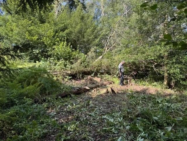An area where invasives were removed