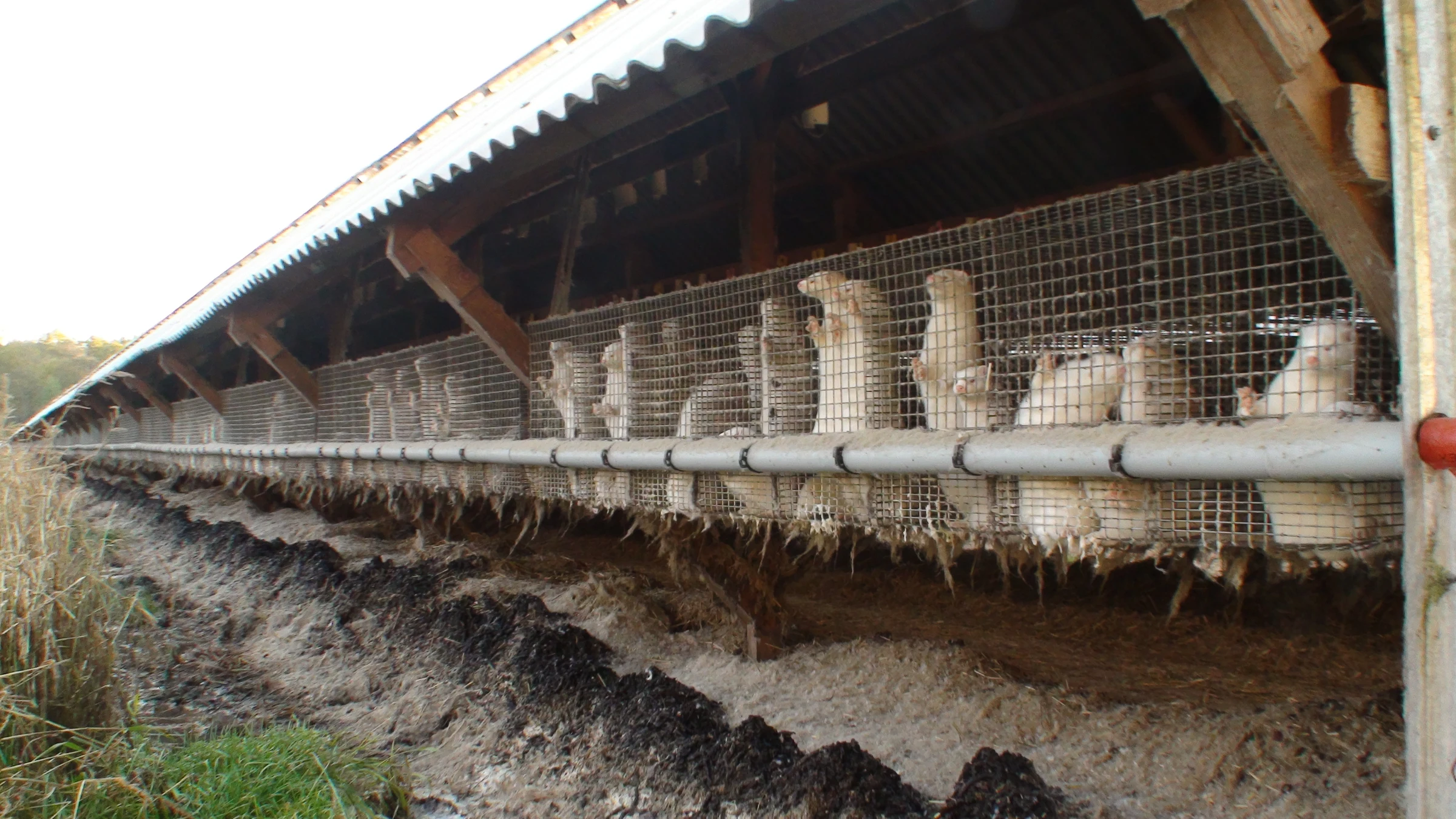 Minks on a fur farm