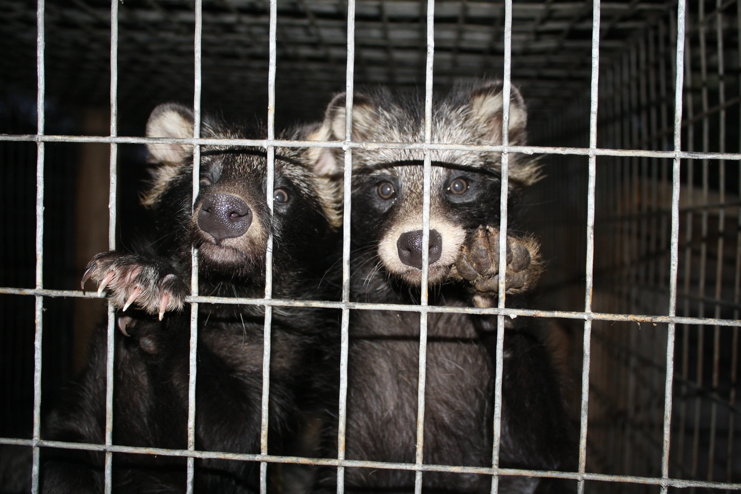 Fur farm