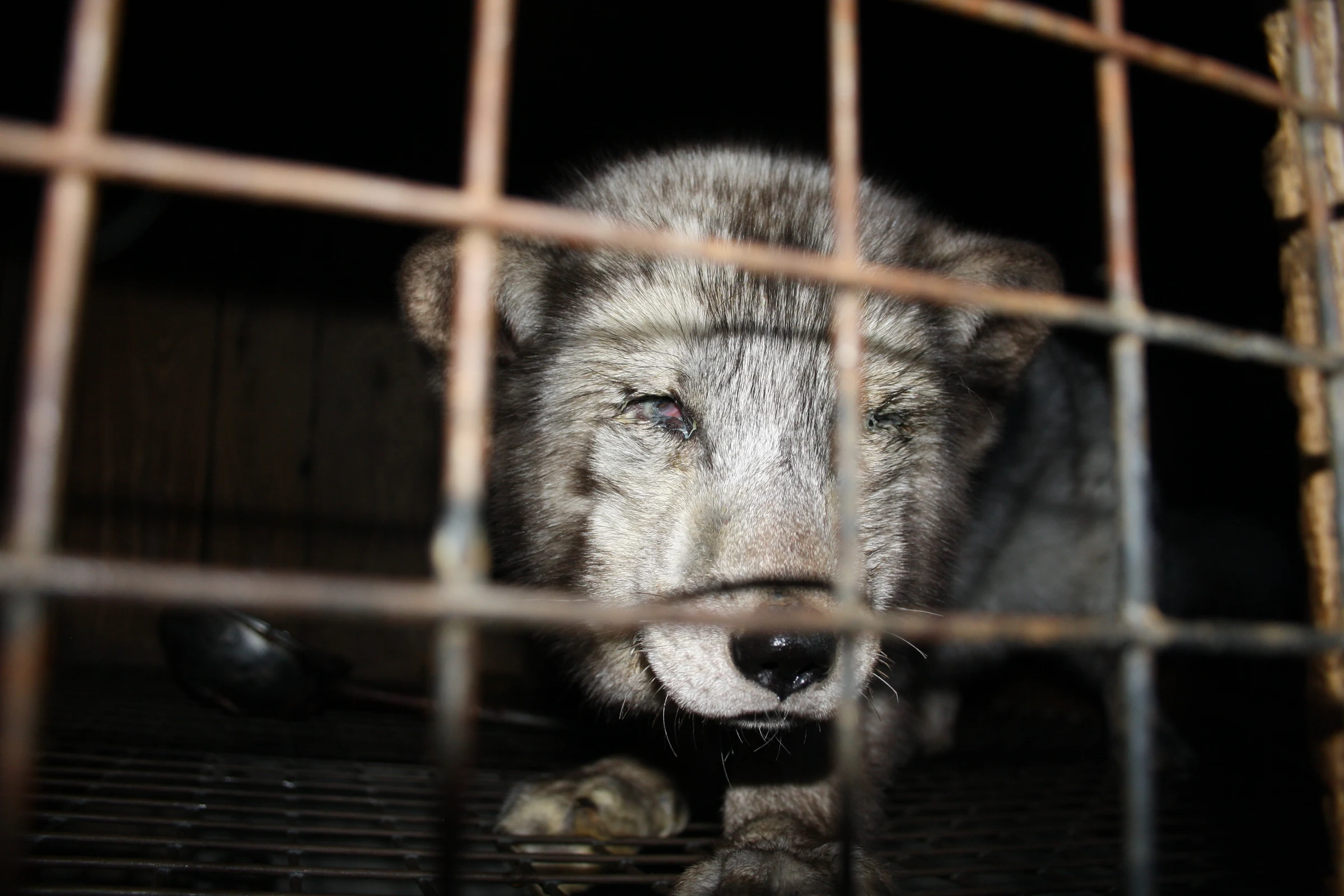 BREAKING: Europe's Largest Fur Producer Bans Farming, Pressuring UK Government Over Imports