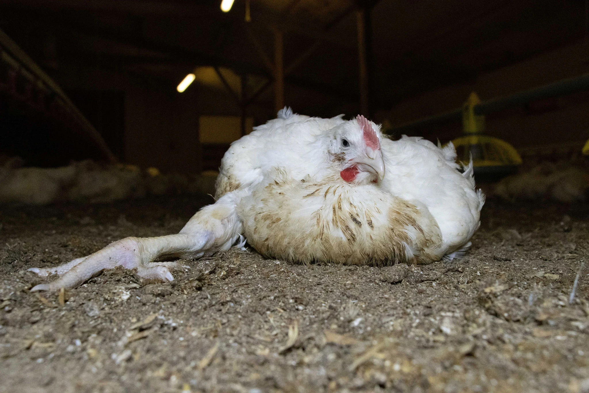 NORWAY TO PHASE OUT “FRANKENCHICKENS” BY 2027