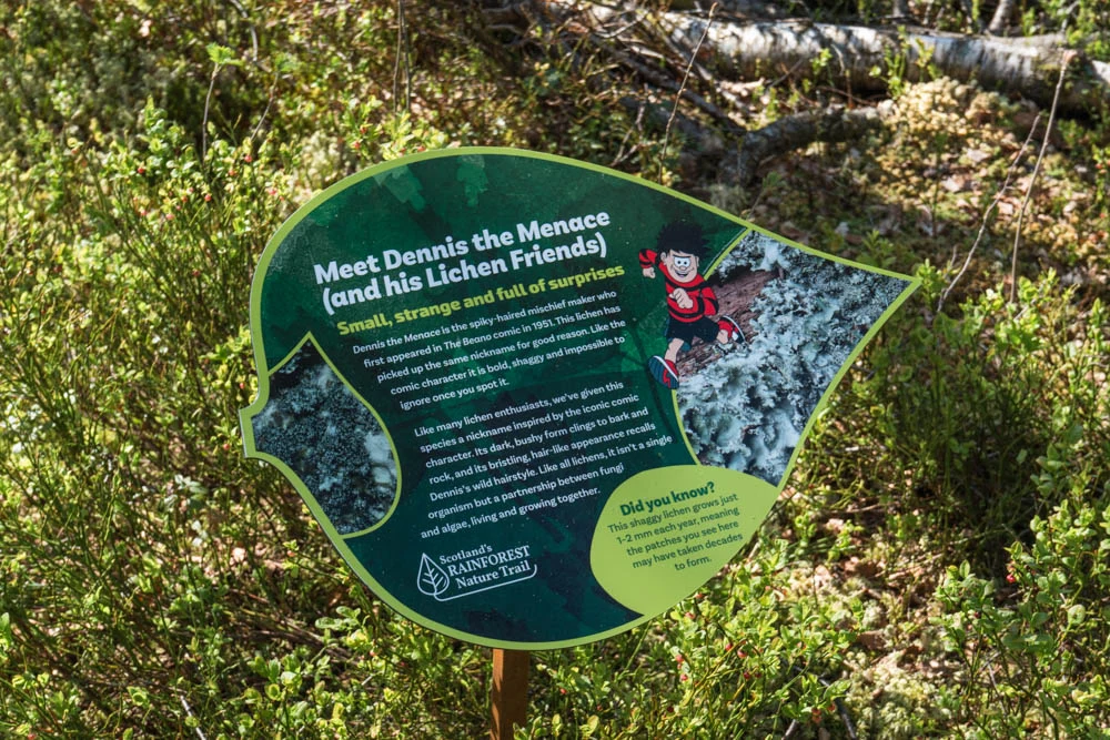 2. The “Dennis the Menace” interpretation panel on Scotland’s Rainforest Nature Trail highlights one of the woodland’s most distinctive lichens, affec