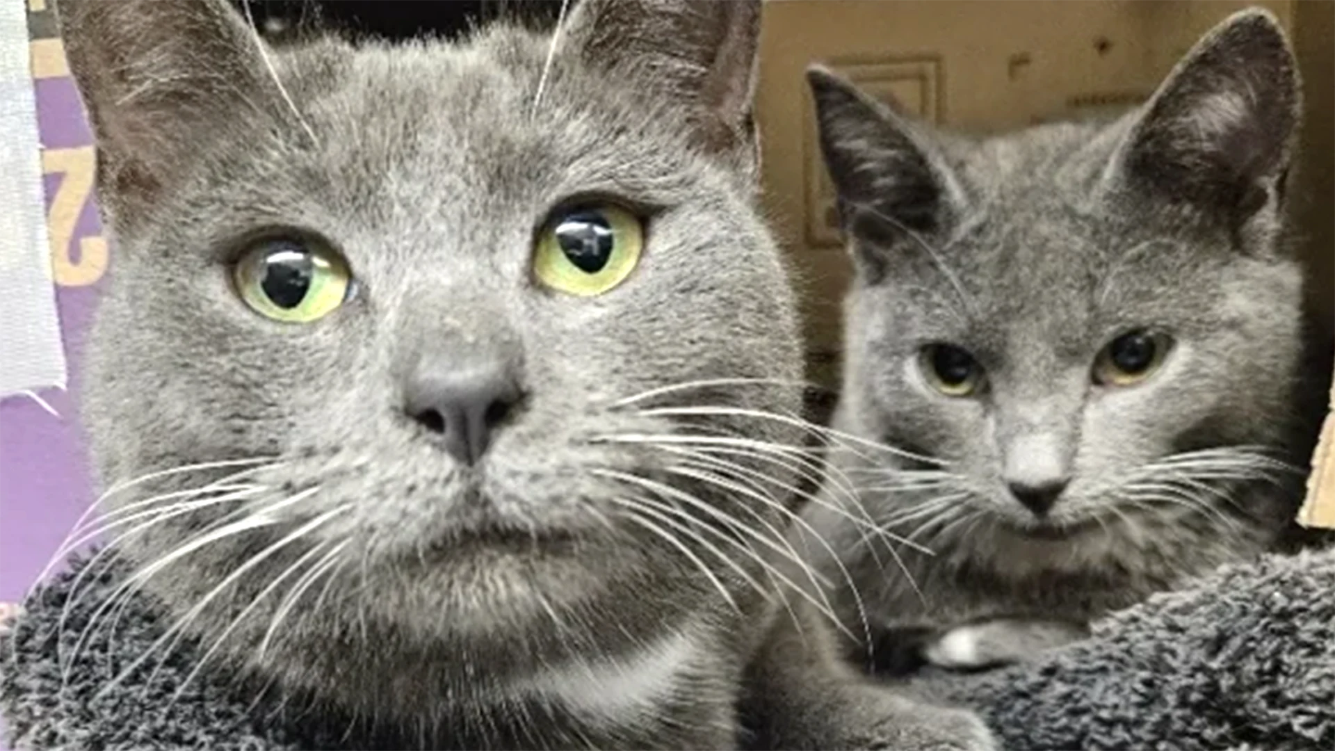 Bunny and Biscuit - cats rescued by Celia Hammond Animal Trust