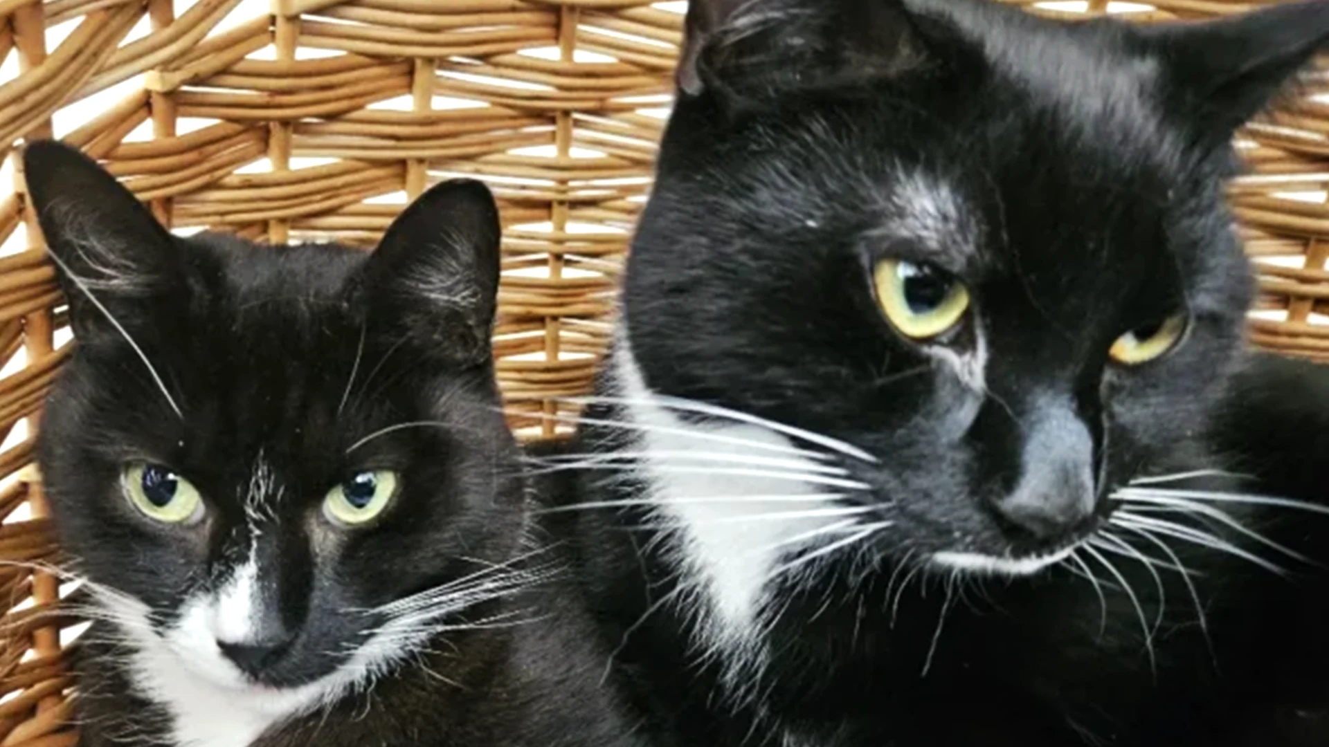 Ziggy and Ridley - cats rescued by Celia Hammond Animal Trust