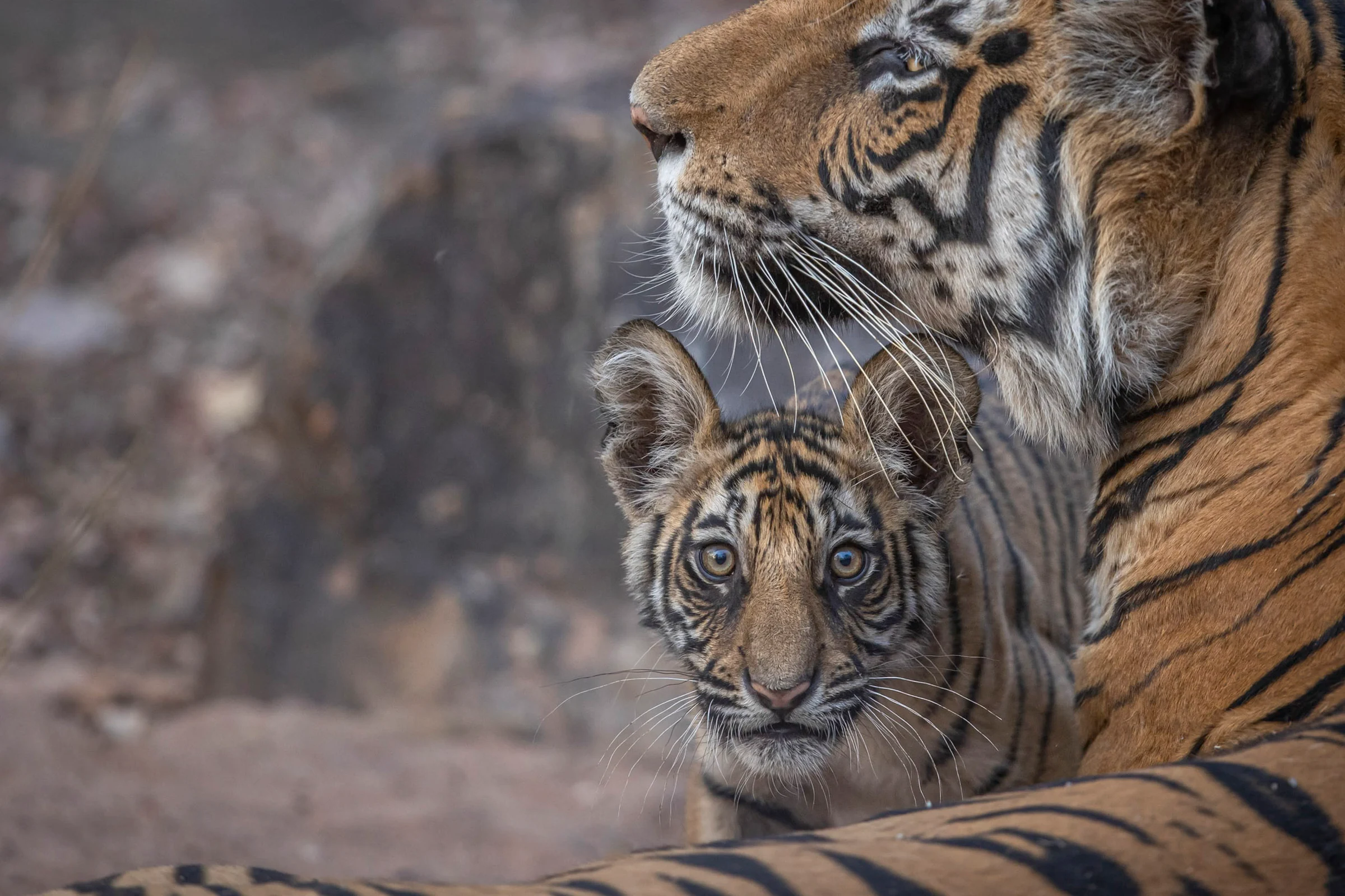 Tigers in Bandhavgarh - credit Paul Goldstein