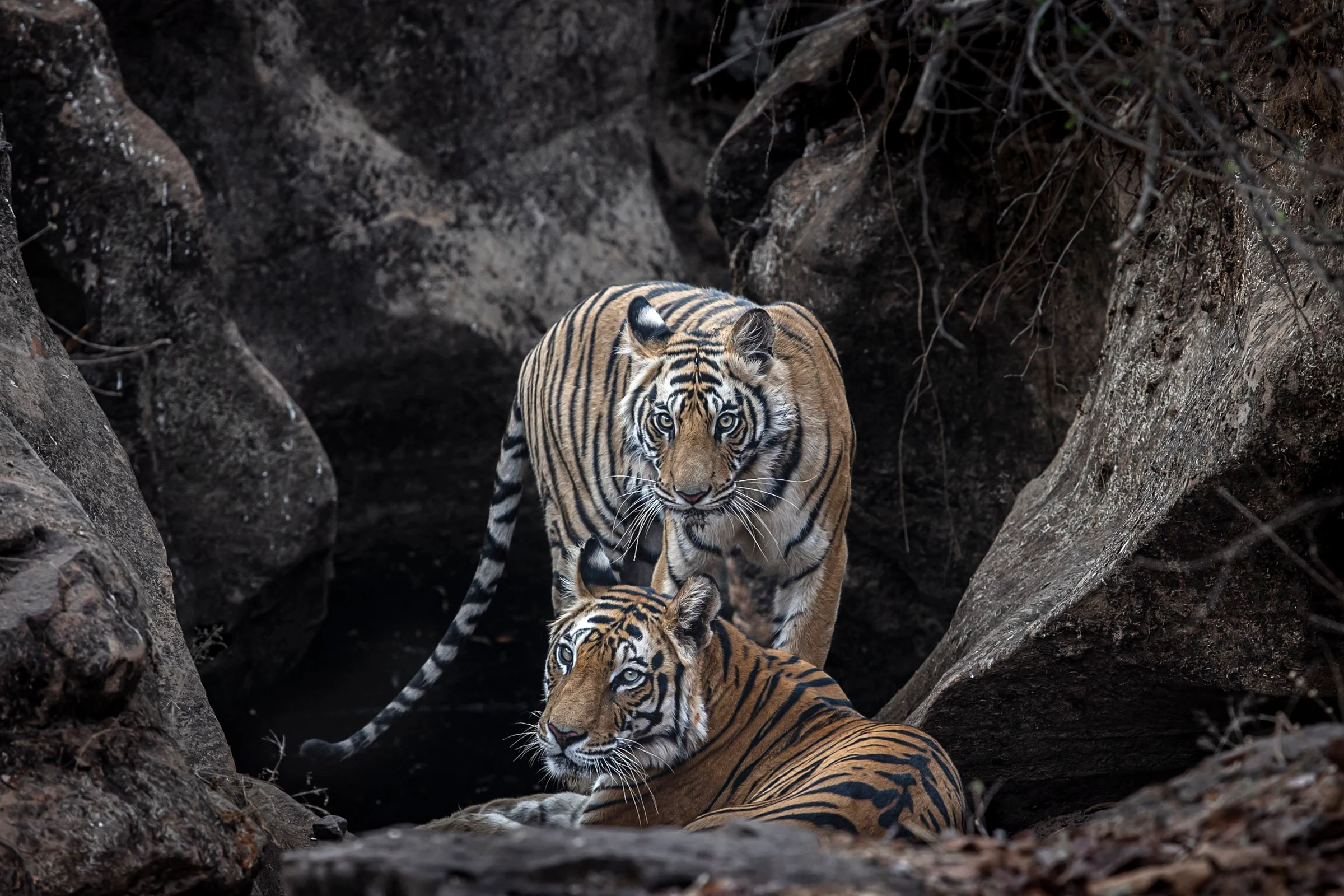 Tigers in Bandhavgarh - credit Paul Goldstein