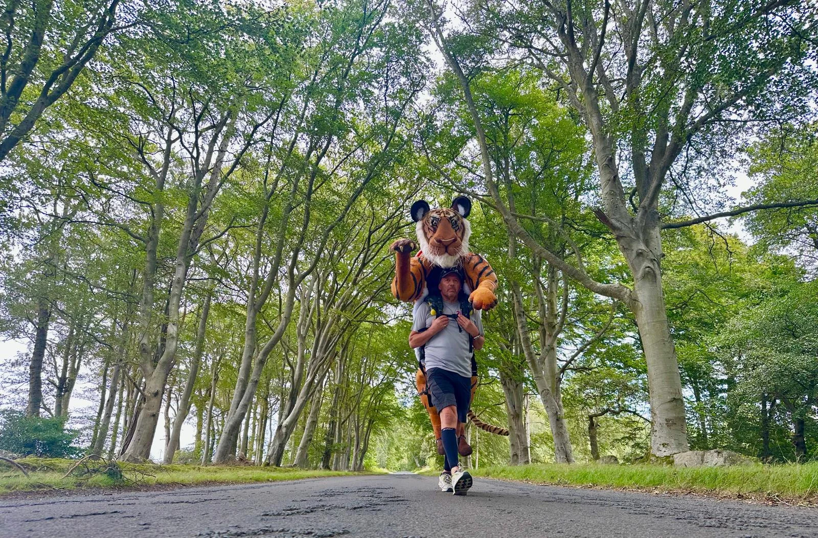 LOOK OUT, NORFOLK... THERE'S A 9FT TIGER HEADING YOUR WAY