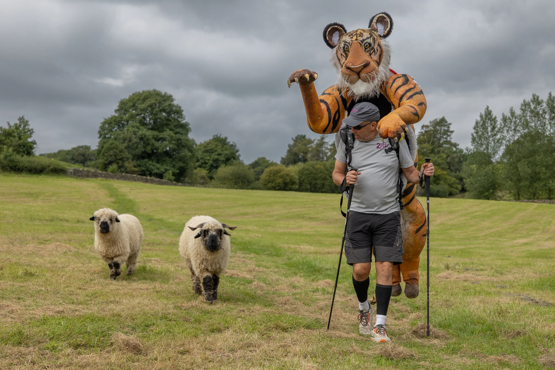 LOOK OUT, NORFOLK... THERE'S A 9FT TIGER HEADING YOUR WAY
