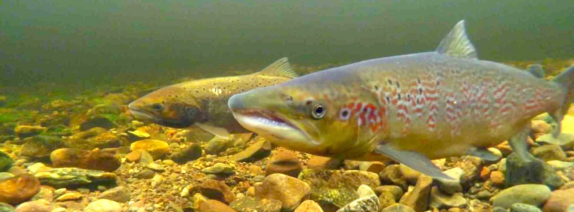 Winners of new Wild salmon river conservation award raise more than £44000