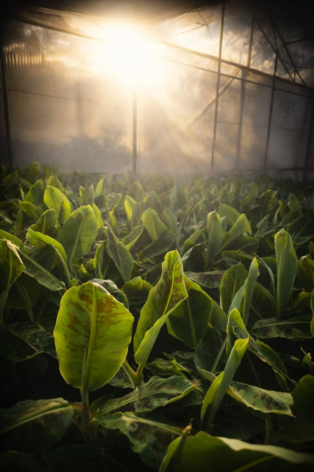 Tropic acquires leading global plant propagation business Rahan Meristem, to become a fully integrated banana genetics leader