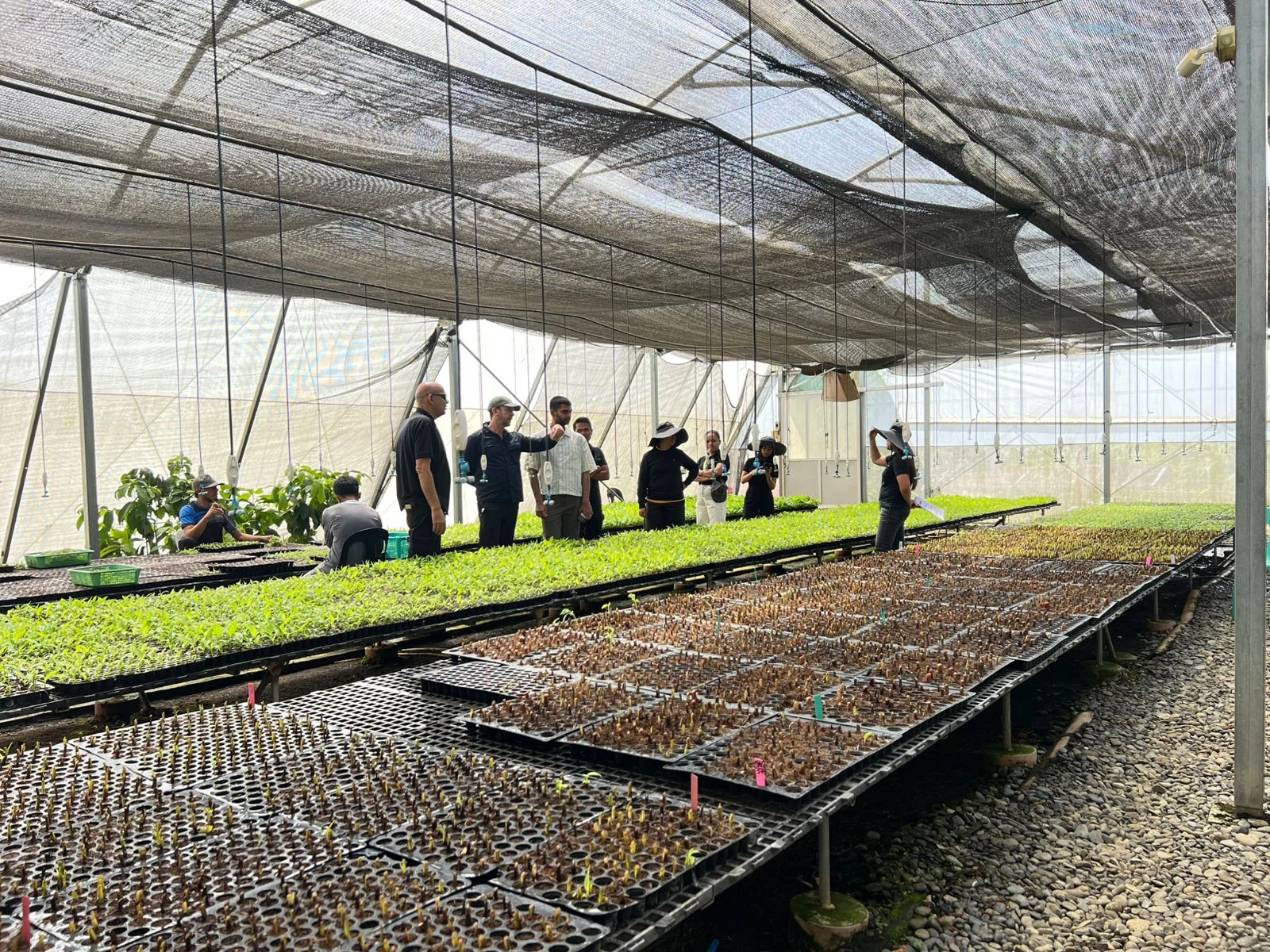 Tropic acquires leading global plant propagation business Rahan Meristem, to become a fully integrated banana genetics leader