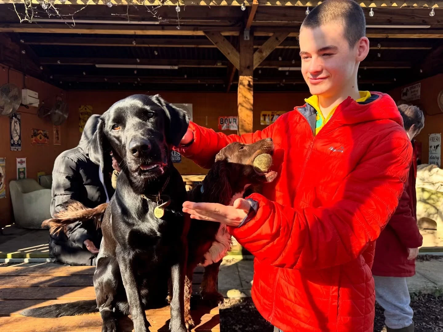 Alfie confidently spending time with dogs at Halo Dogs in Enfield
