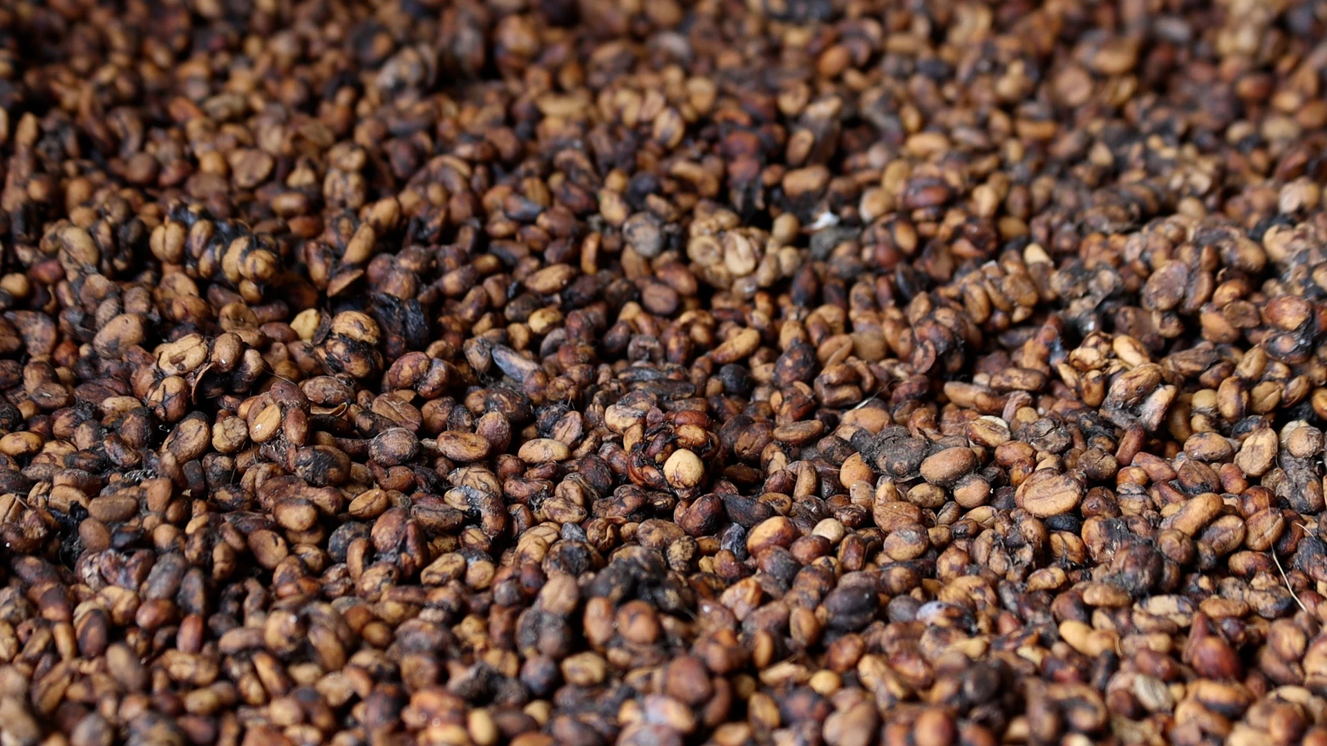 civet coffee up close