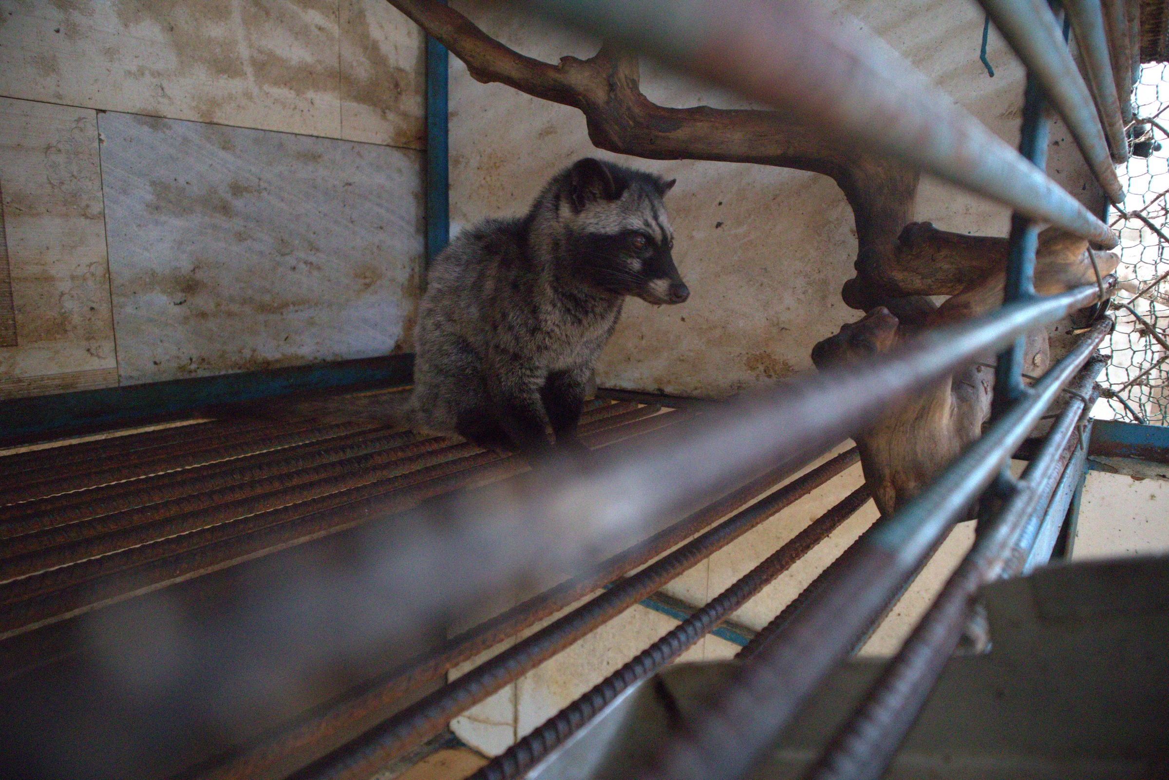 Asian palm civet in kopi luwak cage
