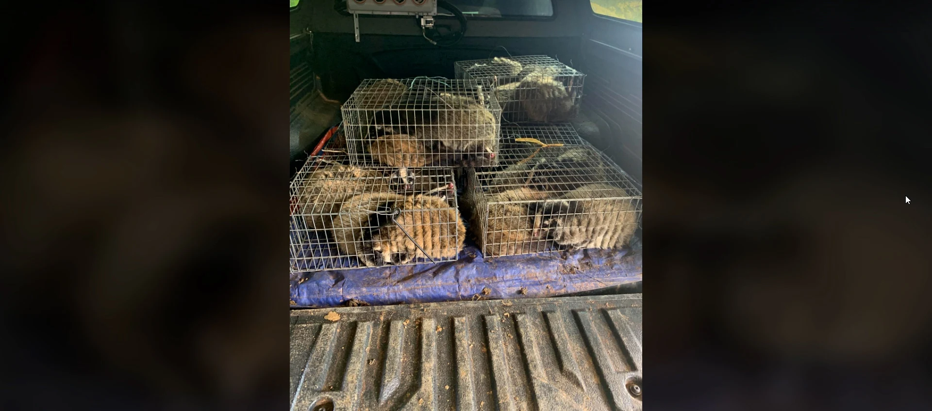 snapshot of wild civets being transported in the boot of a car