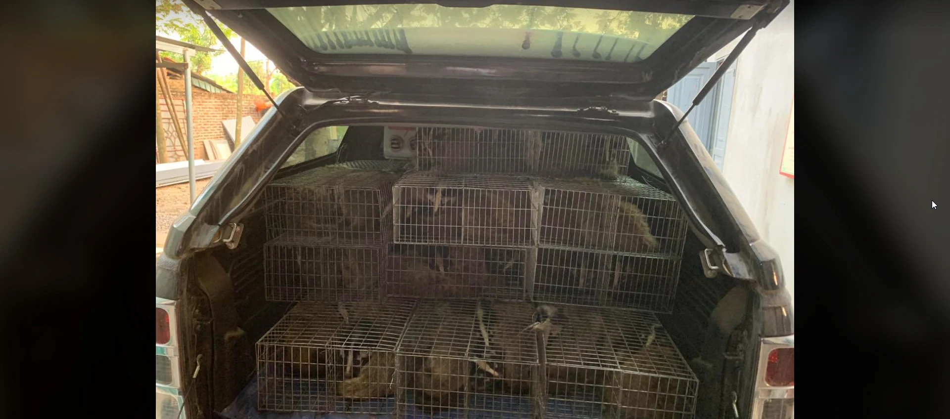 car boot filled with civets