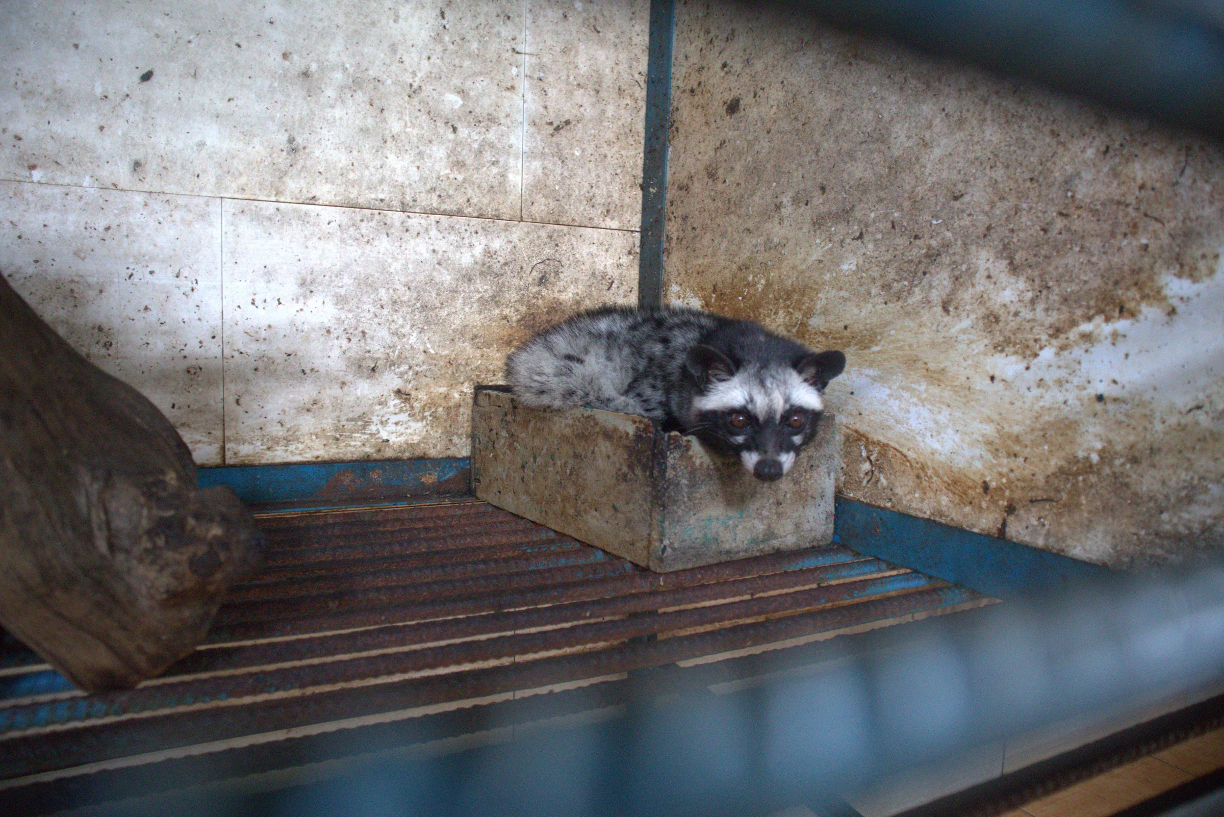 Asian palm civet in civet coffee farm 2