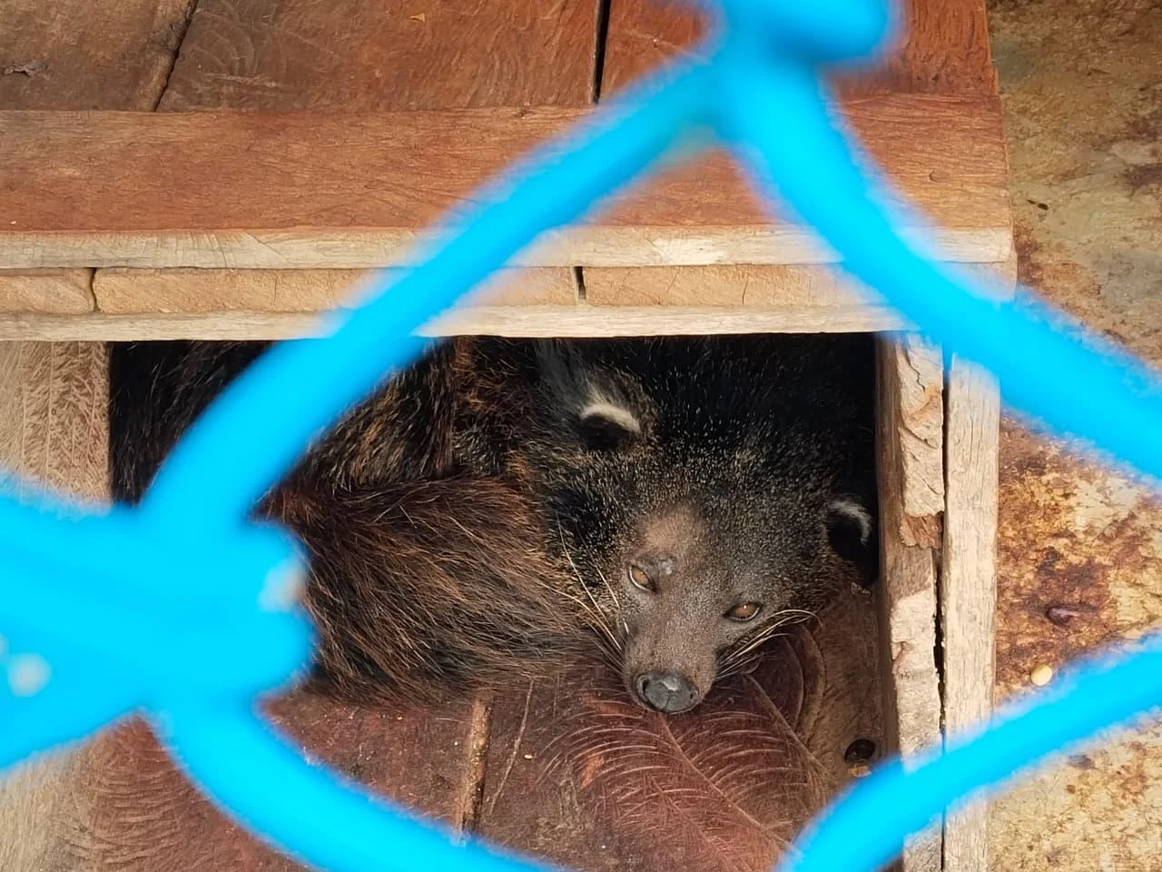 Binturong (Vulnerable on IUCN Red List) found in civet coffee farm