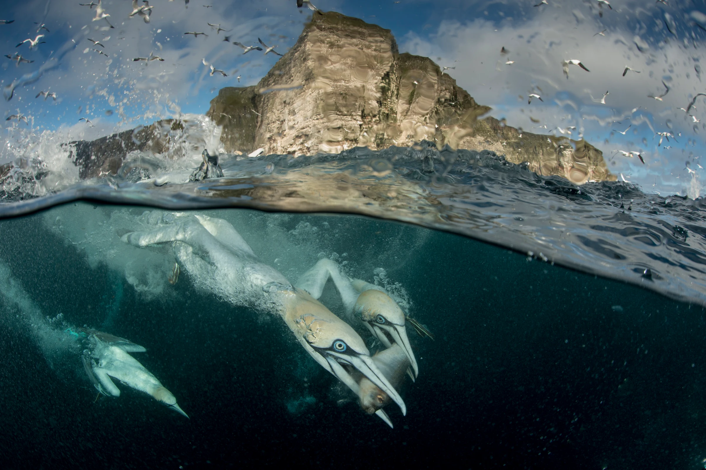 Gannets diving, Shetland Isles. Copyright Richard Shucksmith SCOTLAND The Big Picture