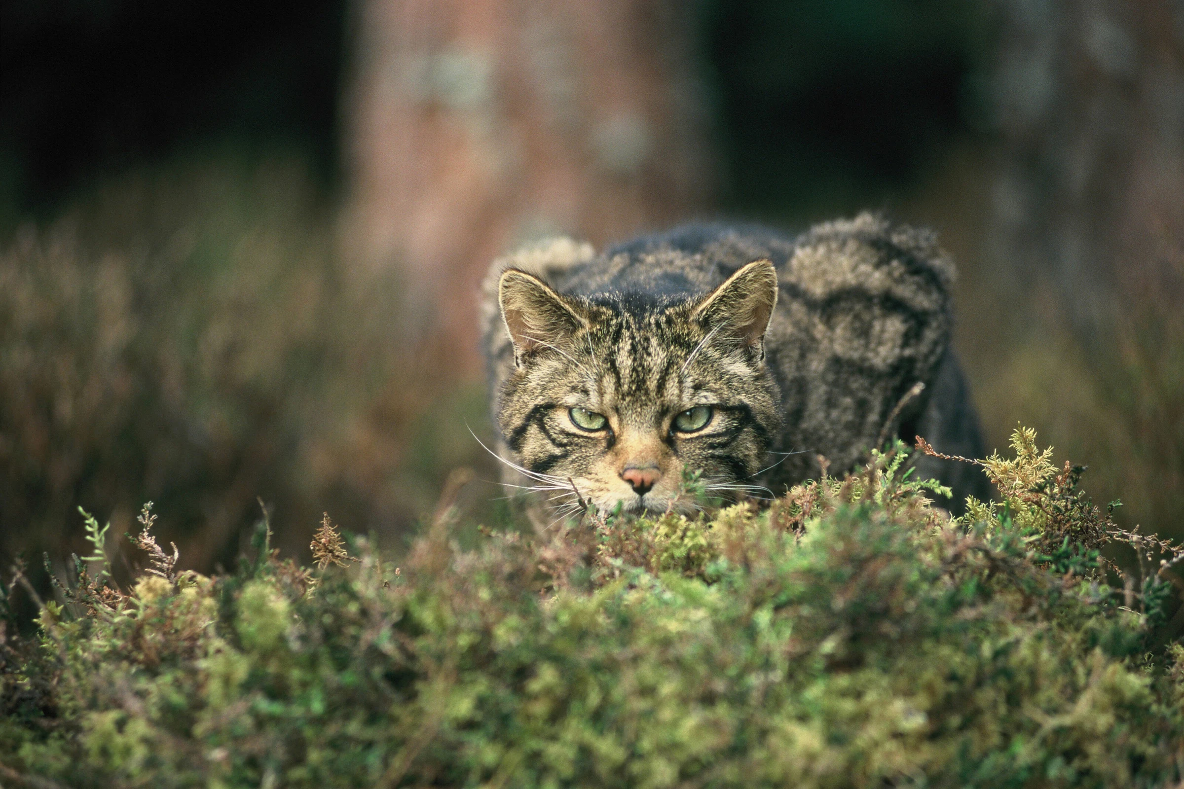 Nish Kumar backs rewilding as calls for 30% nature restoration grow