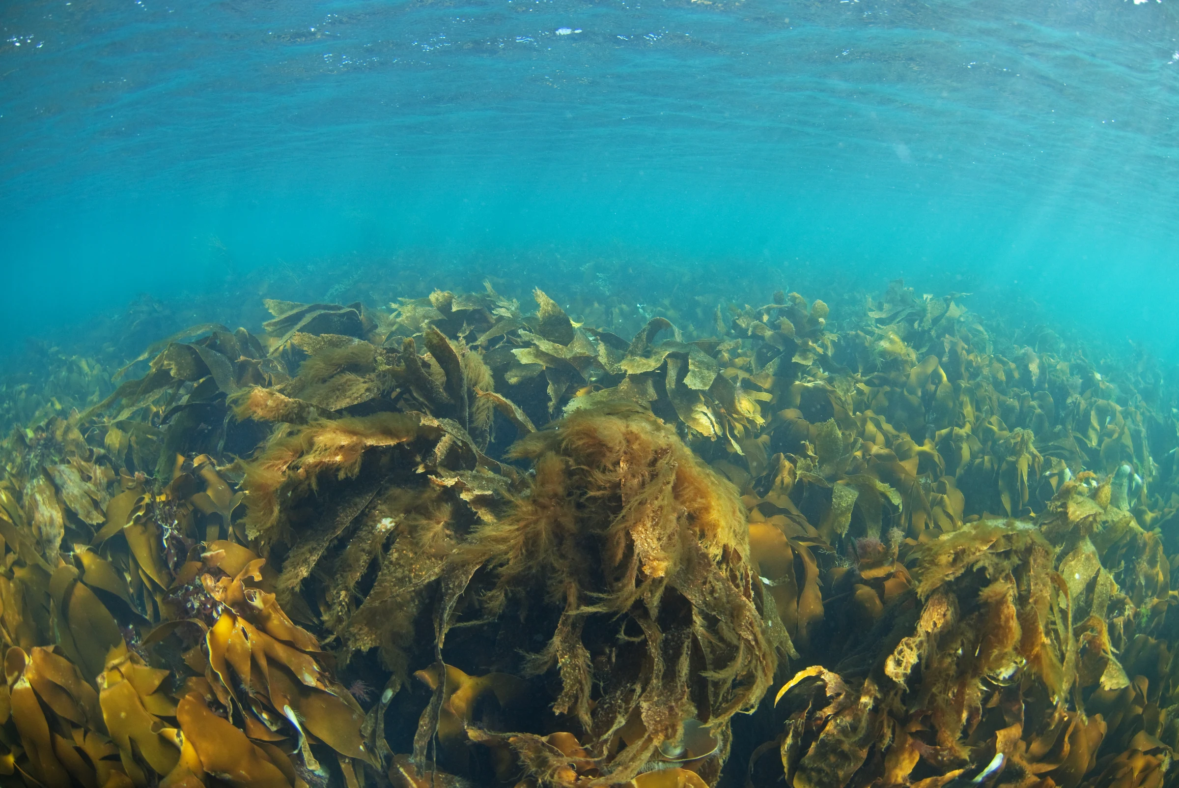 Harnessing coastal rewilding: £1 million in funding launches new wave of climate action