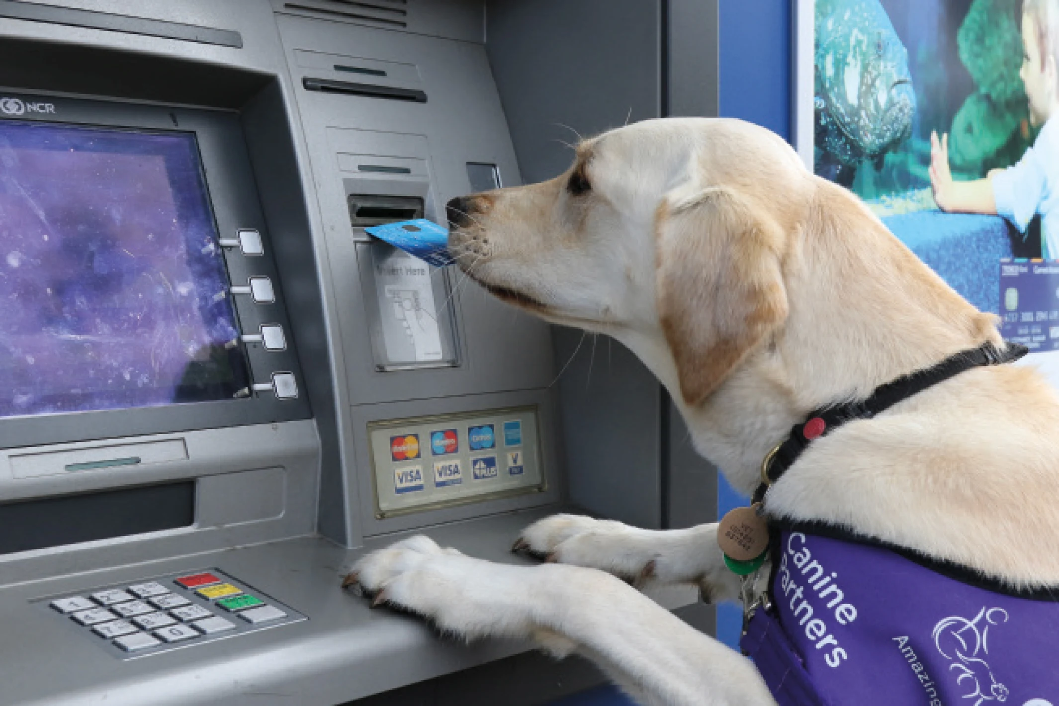 canine partner retriving a card from ATM