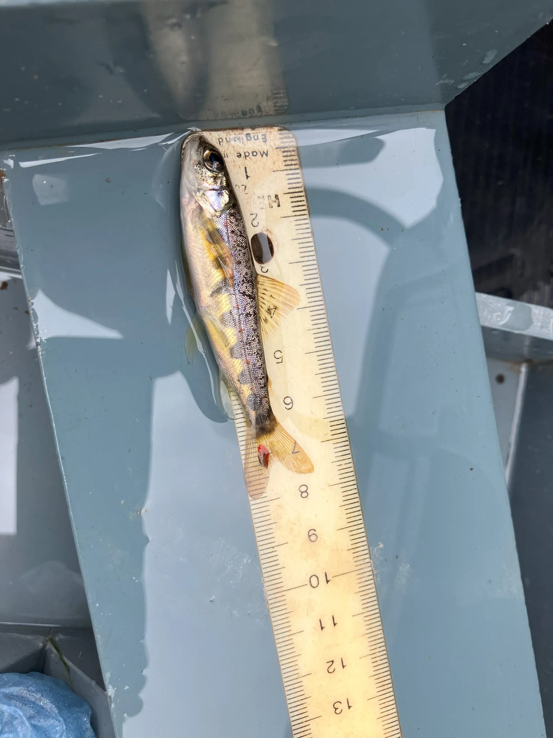 Salmon parr being measured during the annual count. c.GWCT