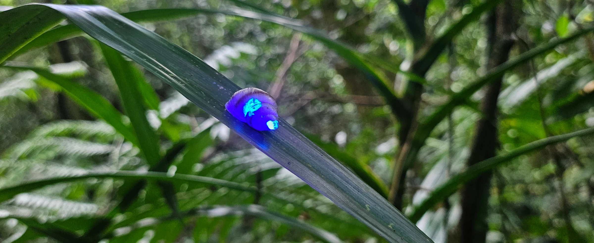 GLOW-IN-THE-DARK