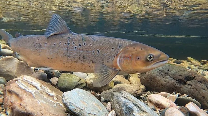 Annual salmon count shows record low numbers of fish for a second consecutive year