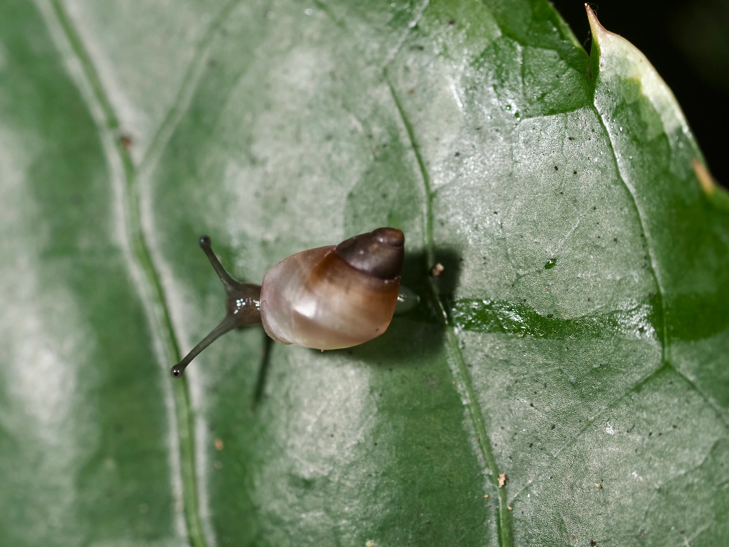 Over 7,000 'glow-in-the-dark' snails return to island homes