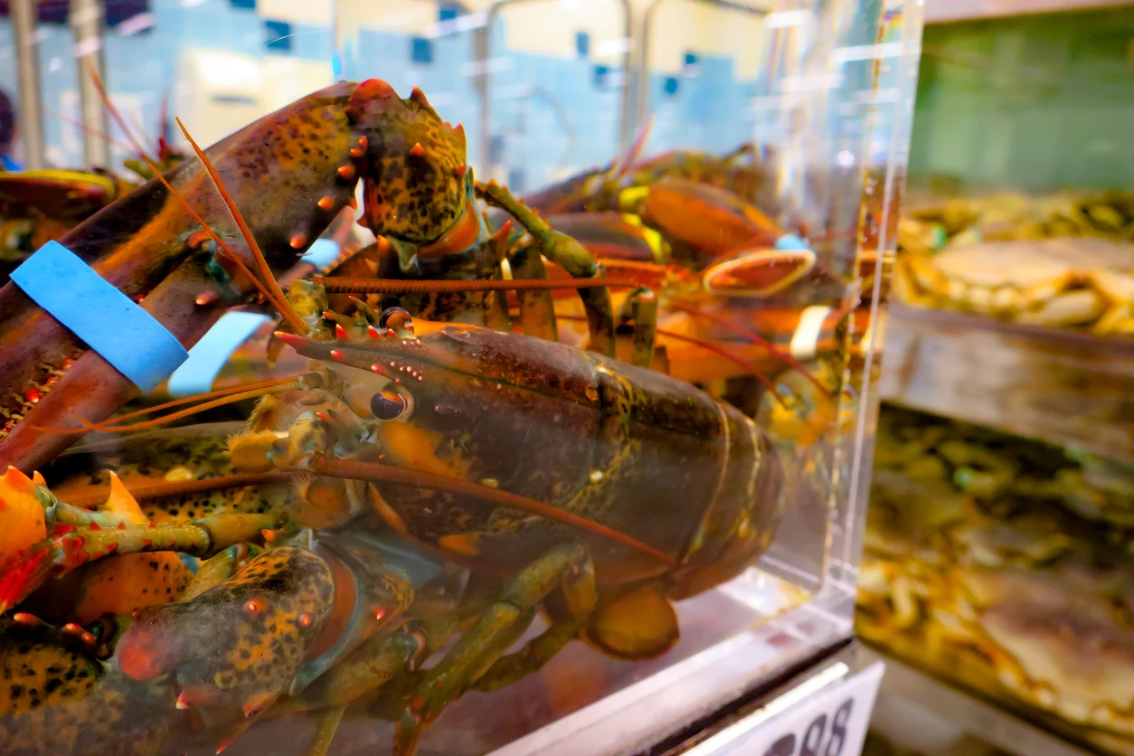 Lobsters being stored and sold live in a tank