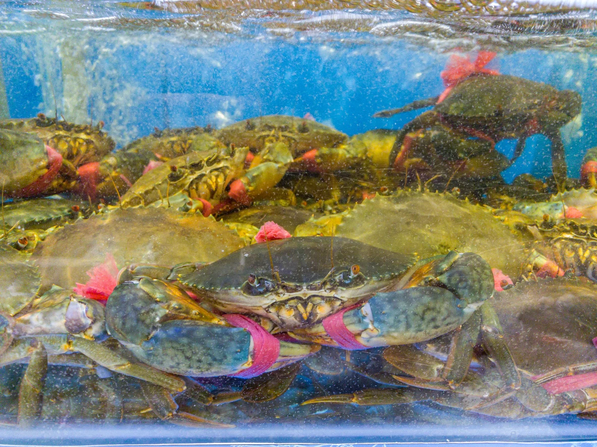 Crab being stored and sold live in a tank