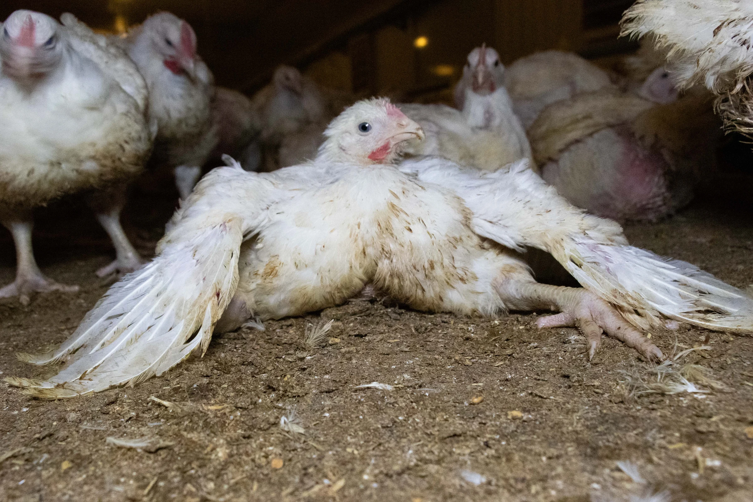 Pret Faces £1M Campaign Over Broken Chicken Welfare Commitment