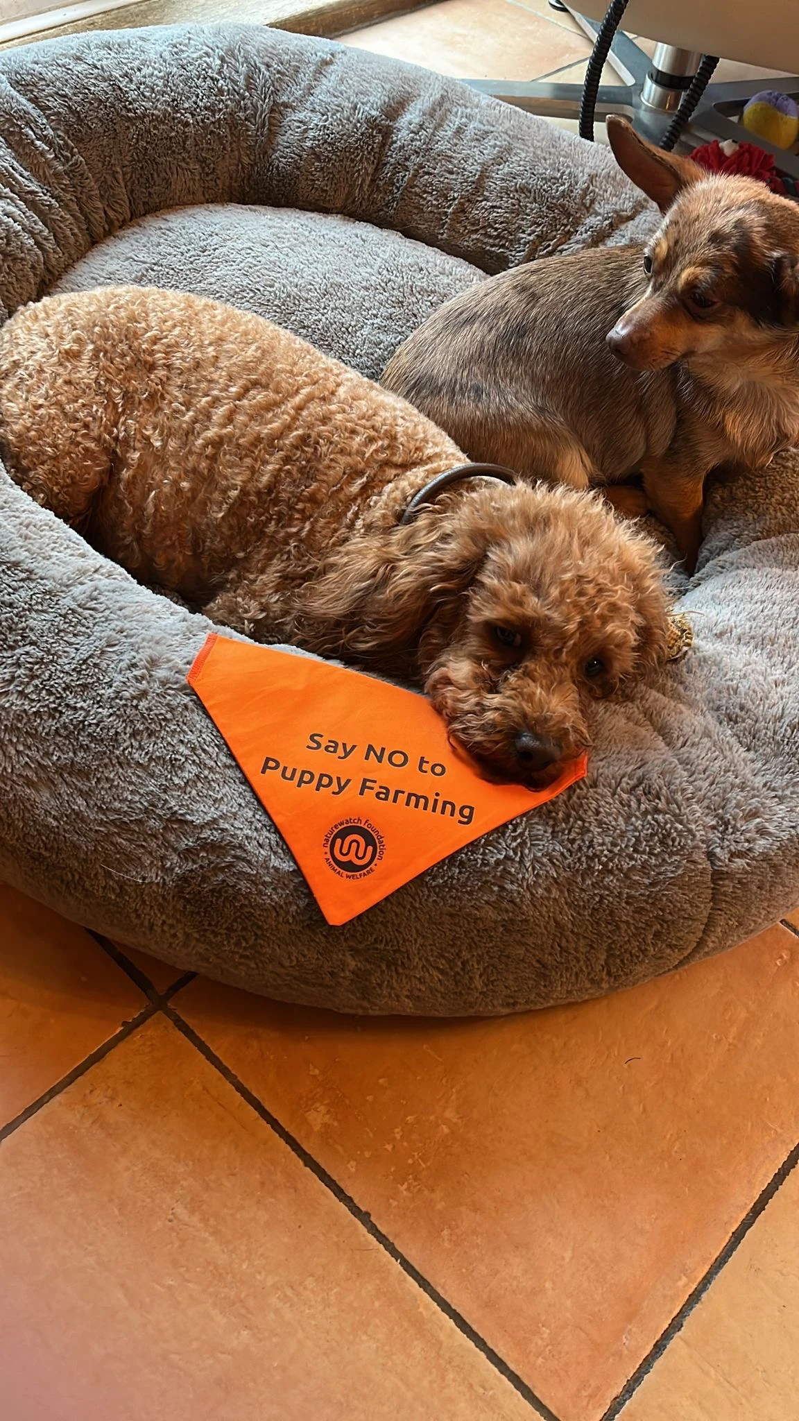Record 161 Rescues Apply as Grants Awarded to Tackle UK Pet Trade Crisis