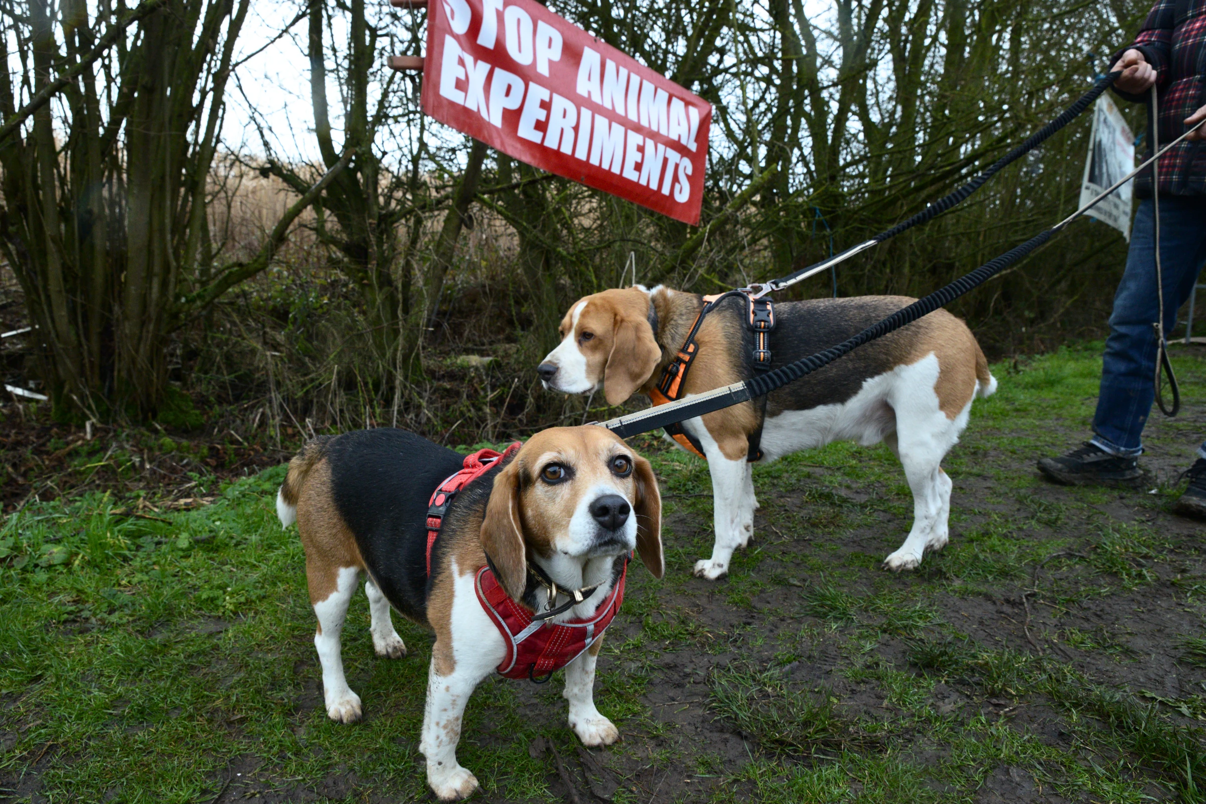 Lords approve expansion of protest laws around animal testing sites