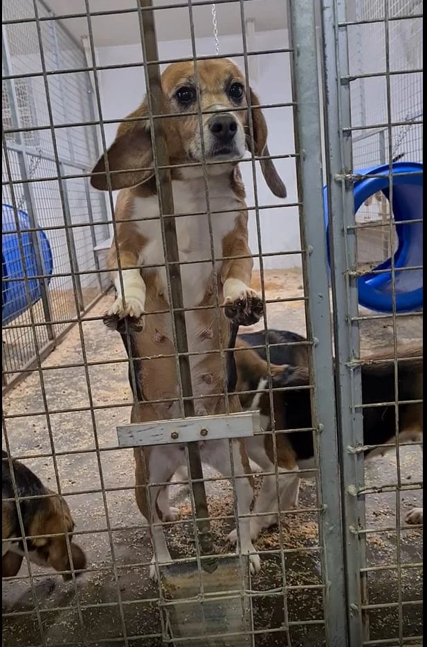 A beagle in a UK animal testing facility