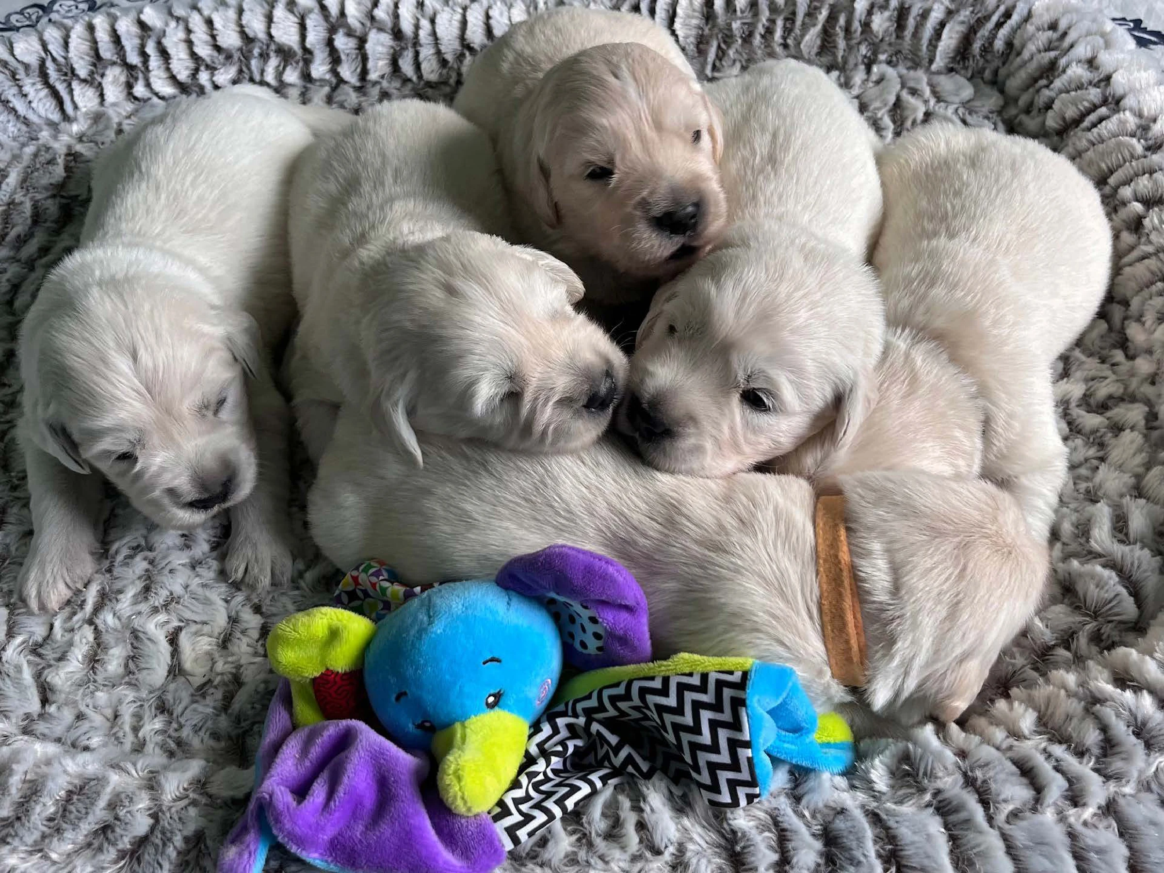 Up to 90% of UK puppies may come from unregulated sources, new investigation finds