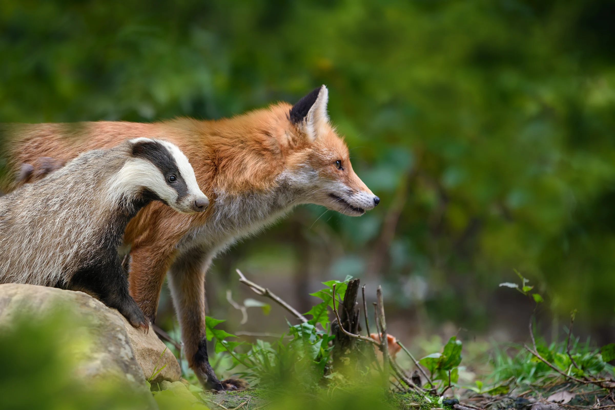 Naturewatch Foundation Welcomes Proposed GCSE in Nature and Urges Strong Focus on Wildlife Crime