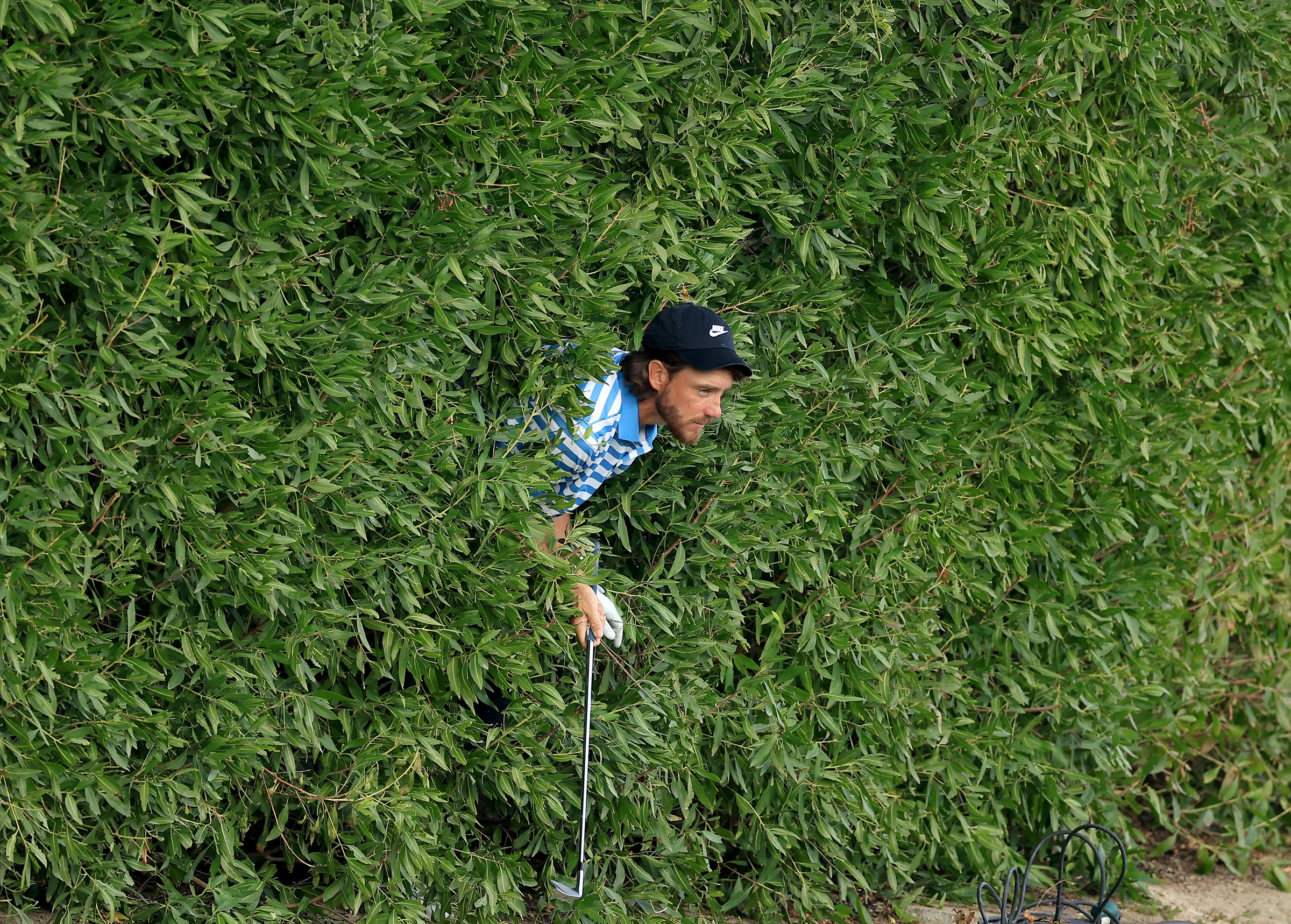 David Cannon - Golf - Tommy Fleetwood Emerges From A Hedge