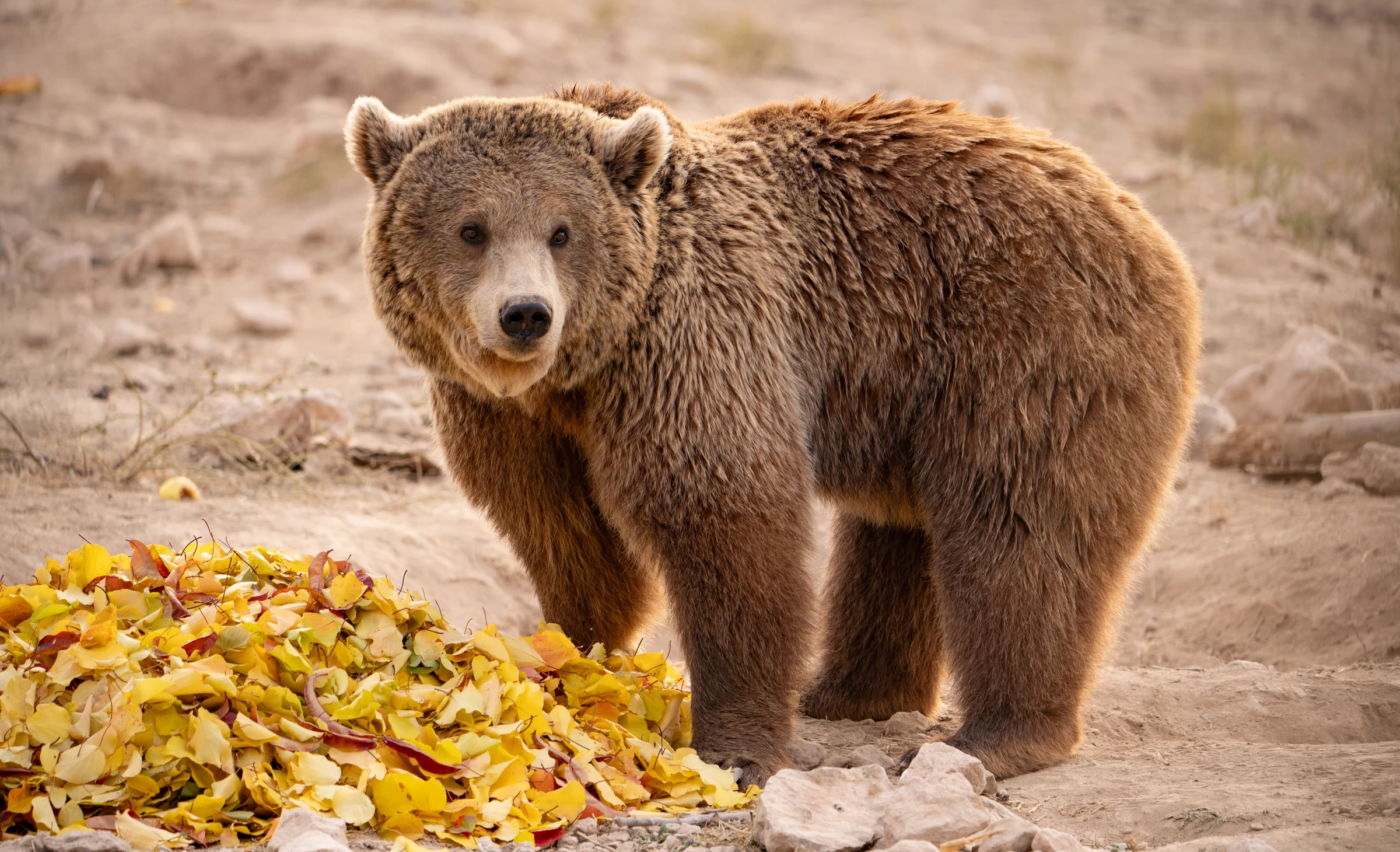 Retta Bear - After Rescue (International Animal Rescue/FPWC)