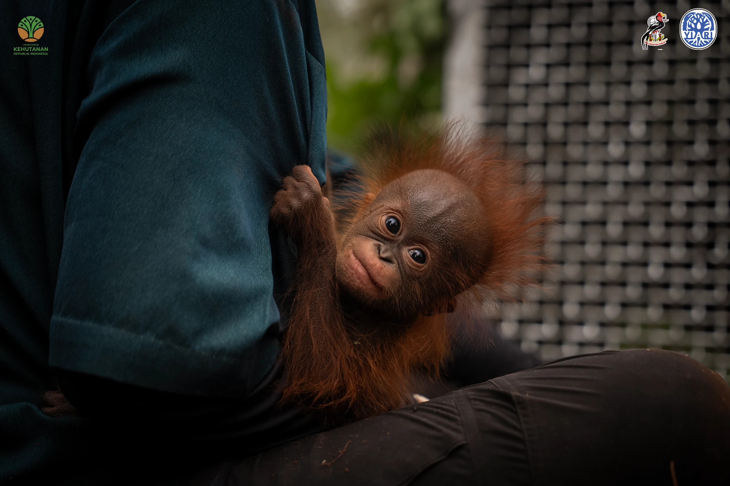 An orangutan being rescued with her infant
